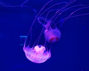 Preview wallpaper jellyfish, tentacle, beautiful, underwater world, water