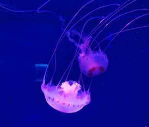 Preview wallpaper jellyfish, tentacle, beautiful, underwater world, water