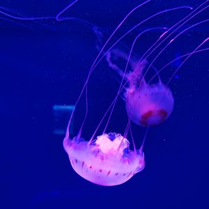 Preview wallpaper jellyfish, tentacle, beautiful, underwater world, water