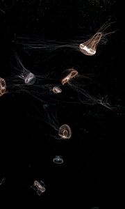 Preview wallpaper jellyfish, tentacle, black, beautiful