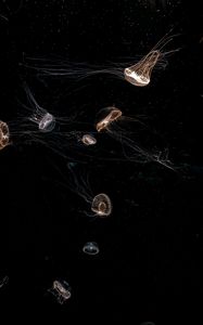 Preview wallpaper jellyfish, tentacle, black, beautiful