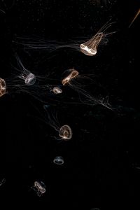 Preview wallpaper jellyfish, tentacle, black, beautiful