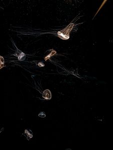 Preview wallpaper jellyfish, tentacle, black, beautiful