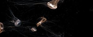 Preview wallpaper jellyfish, tentacle, black, beautiful