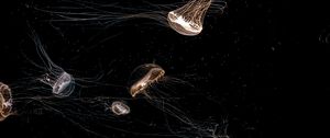 Preview wallpaper jellyfish, tentacle, black, beautiful