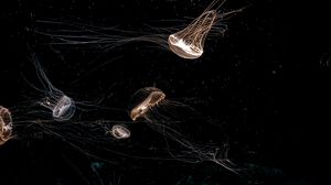 Preview wallpaper jellyfish, tentacle, black, beautiful