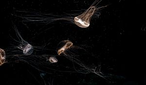 Preview wallpaper jellyfish, tentacle, black, beautiful