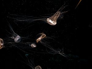 Preview wallpaper jellyfish, tentacle, black, beautiful