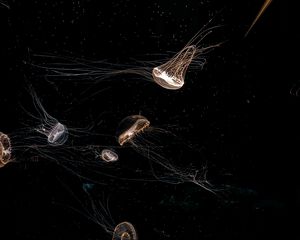 Preview wallpaper jellyfish, tentacle, black, beautiful