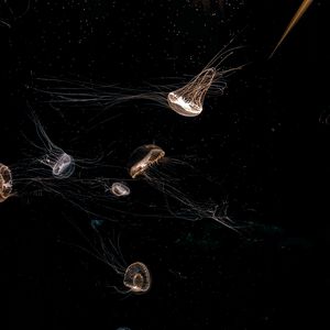 Preview wallpaper jellyfish, tentacle, black, beautiful