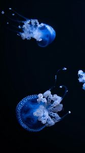 Preview wallpaper jellyfish, tentacle, black, beautiful, dark