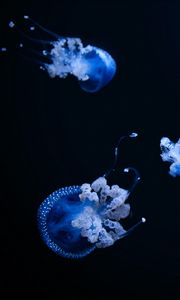 Preview wallpaper jellyfish, tentacle, black, beautiful, dark