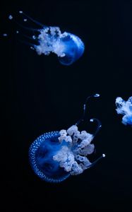 Preview wallpaper jellyfish, tentacle, black, beautiful, dark