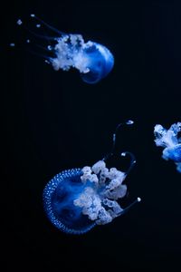 Preview wallpaper jellyfish, tentacle, black, beautiful, dark