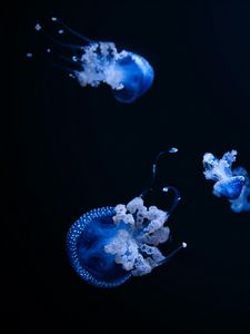 Preview wallpaper jellyfish, tentacle, black, beautiful, dark