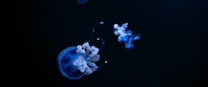 Preview wallpaper jellyfish, tentacle, black, beautiful, dark