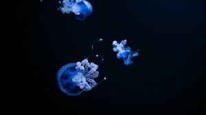 Preview wallpaper jellyfish, tentacle, black, beautiful, dark