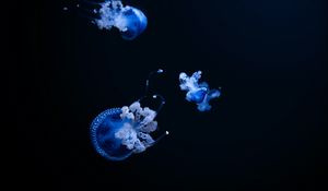 Preview wallpaper jellyfish, tentacle, black, beautiful, dark