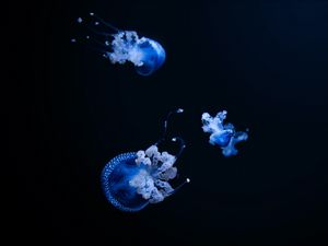 Preview wallpaper jellyfish, tentacle, black, beautiful, dark