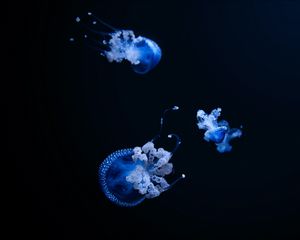 Preview wallpaper jellyfish, tentacle, black, beautiful, dark