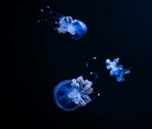 Preview wallpaper jellyfish, tentacle, black, beautiful, dark