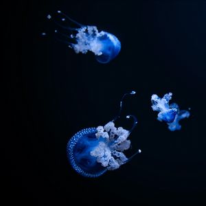 Preview wallpaper jellyfish, tentacle, black, beautiful, dark