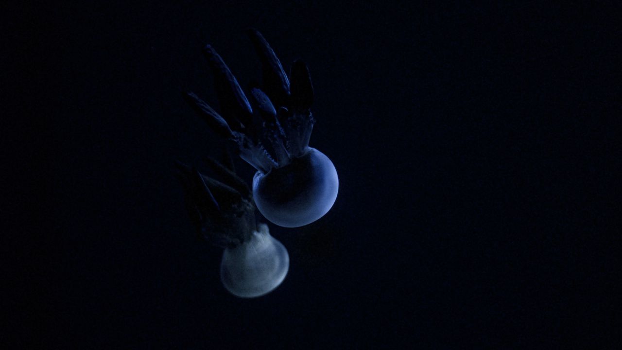 Wallpaper jellyfish, tentacle, dark