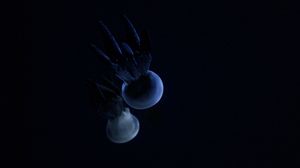 Preview wallpaper jellyfish, tentacle, dark
