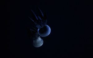 Preview wallpaper jellyfish, tentacle, dark