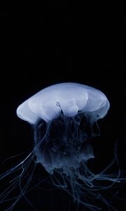 Preview wallpaper jellyfish, tentacle, dark, beautiful