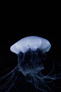 Preview wallpaper jellyfish, tentacle, dark, beautiful