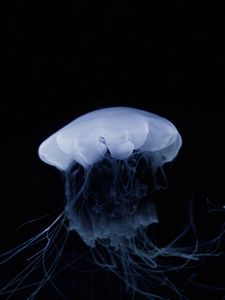 Preview wallpaper jellyfish, tentacle, dark, beautiful