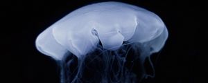 Preview wallpaper jellyfish, tentacle, dark, beautiful