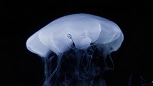 Preview wallpaper jellyfish, tentacle, dark, beautiful