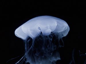 Preview wallpaper jellyfish, tentacle, dark, beautiful