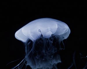 Preview wallpaper jellyfish, tentacle, dark, beautiful