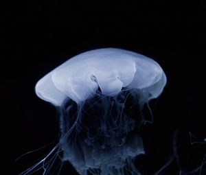 Preview wallpaper jellyfish, tentacle, dark, beautiful