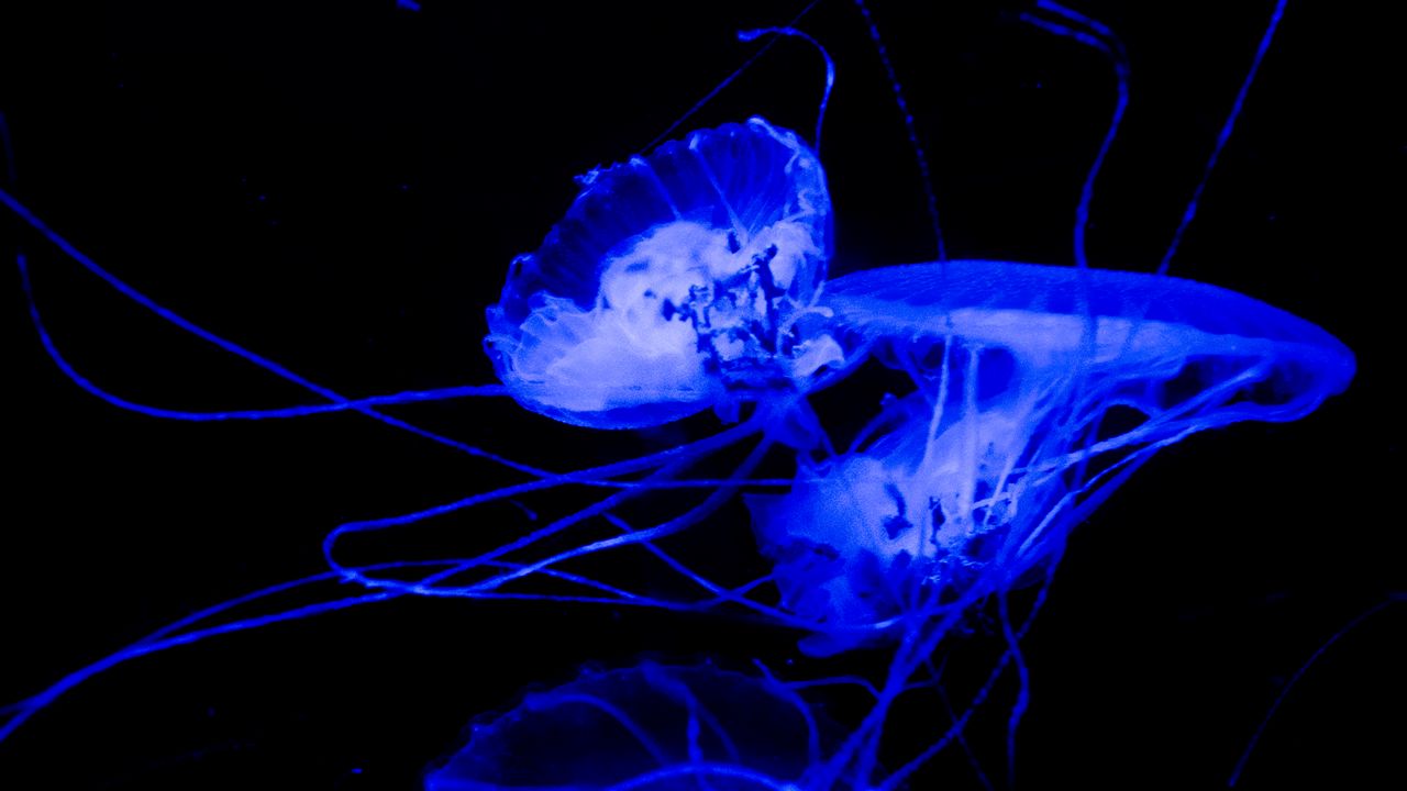 Wallpaper jellyfish, tentacle, dark, beautiful, black