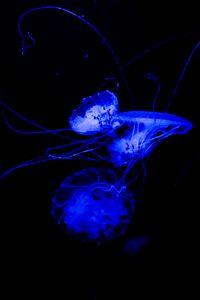 Preview wallpaper jellyfish, tentacle, dark, beautiful, black
