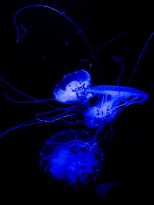 Preview wallpaper jellyfish, tentacle, dark, beautiful, black