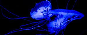 Preview wallpaper jellyfish, tentacle, dark, beautiful, black