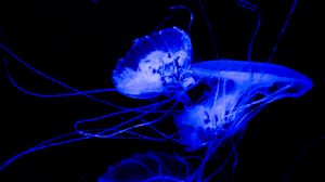 Preview wallpaper jellyfish, tentacle, dark, beautiful, black