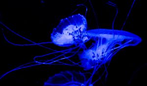 Preview wallpaper jellyfish, tentacle, dark, beautiful, black