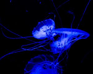 Preview wallpaper jellyfish, tentacle, dark, beautiful, black