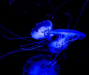 Preview wallpaper jellyfish, tentacle, dark, beautiful, black