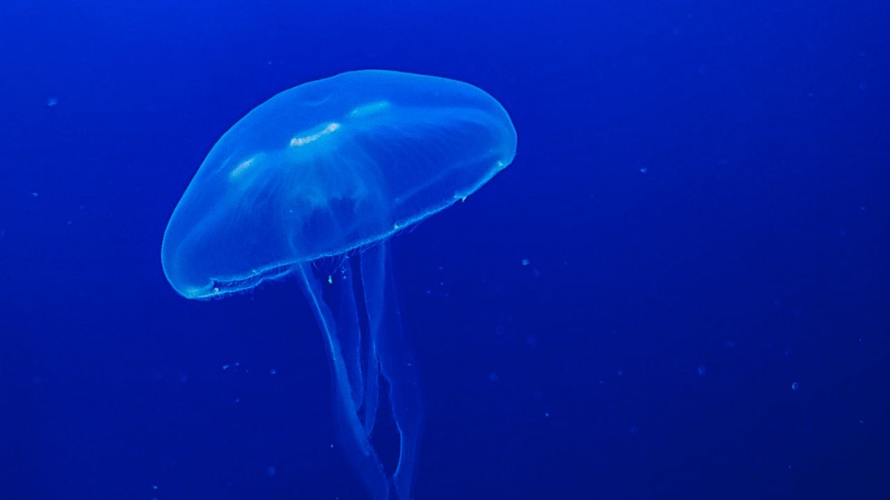 Wallpaper jellyfish, tentacle, macro, water