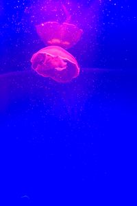 Preview wallpaper jellyfish, tentacle, pink, particles, blue