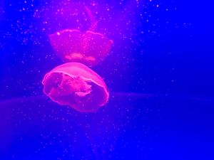 Preview wallpaper jellyfish, tentacle, pink, particles, blue