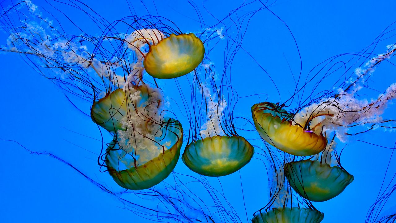 Wallpaper jellyfish, tentacle, underwater, water