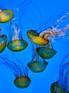 Preview wallpaper jellyfish, tentacle, underwater, water